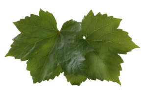 Grapevine Leaf Isolated On Transparent Background With No Stalk Vine Crop png