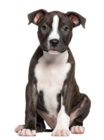 Adorable Dog With A Striking Pattern Isolated On A Transparent Background png