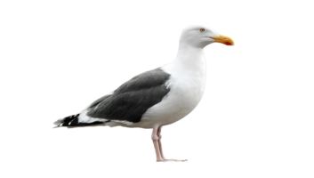 Isolated Bird with Transparent Background A Stunning Example of Bird Photography and Graphic Design png