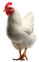 Isolated White Chicken Standing on Transparent Background Ideal for Creative Design Projects png