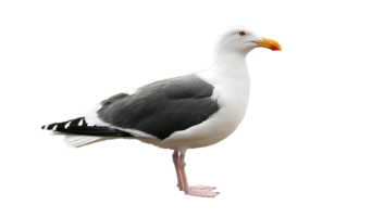 Standing Gull With Isolated Background and Transparent for Graphics Design png