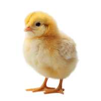 Isolated Baby Chicken Chick with Transparent Background Ready for Your Design Projects png