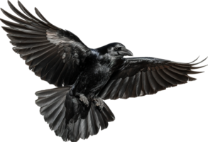 Majestic Raven in Flight with Wings Spread Wide Isolated on Transparent Background png