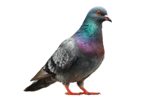 Isolated Pigeon Image Bird Silhouette with Transparent Background for Design Resource png
