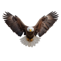 Majestic Bald Eagle in Flight With Wings Spread Wide Isolated on Transparent Background png