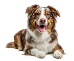 Isolated Dog Portrait on Transparent Background a Cute Smiling Dog Stock Photo png