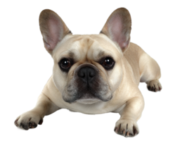 Isolated Image of Adorable French Bulldog On Transparent Background for Digital Use png