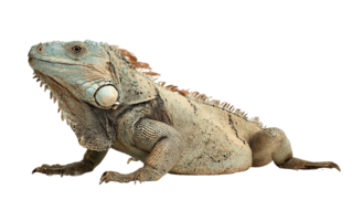 Isolated Rough Scaled Iguana on Transparent Background Detailed Image with No Shadows png