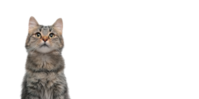 Isolated Gray Cat Looking Up with Transparent Background Image Free Use png