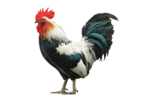 Isolated Image of Standing Rooster with Colorful Plumage on a Transparent Background png