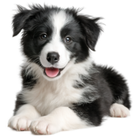 Adorable Border Collie Puppy Lying Down with a Transparent Background Isolated Image png