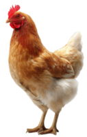Isolated Chicken Clipart Image with Transparent Background of A Brown Hen png