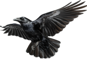 Dramatic Black Raven Isolated Image with Transparent Background High Quality Design Element png