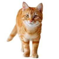 Ginger Tabby Cat Standing Isolated On Transparent Background With A Cute Expression png