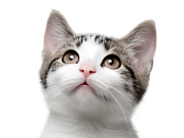 A Beautiful Kitten Head with Striking Eyes Isolated on a Transparent Background png