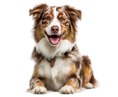 Brown and White Dog Lying Down Isolated with a Transparent Background png