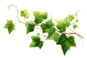 Ivy Plant with Green Leaves Climbing Vine Isolated on a Transparent Background png