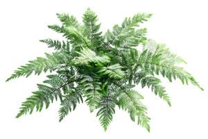 High Angle View of a Green Plant on Transparent Background Isolated Object png