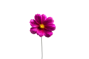 Isolated Pink Cosmos Flower Image with Transparent Background Perfect for Design png