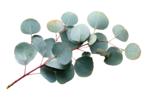Isolated Image of Eucalyptus Tree Branch and Leaves with Transparent Background png