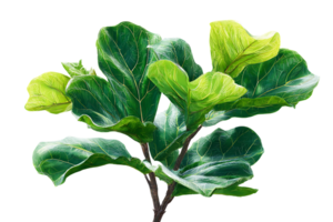 Fiddle Leaf Fig Bush Isolated on Transparent Background For Architectural Visualization png