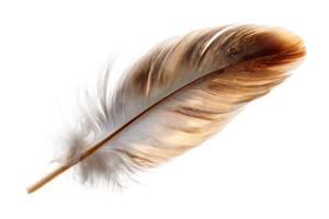 Feather with Intricate Pattern on Transparent Background Isolated Render for Designers png