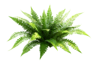 Overhead View of a Lush Green Fern with a Transparent Background Isolated png