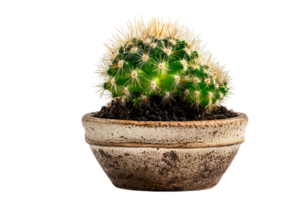 Isolated Green Cactus in Pot Against Transparent Background for Graphics and Design Work png