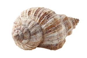 Close up image of seashell in isolated transparent background for design element png