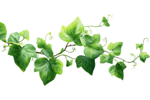 Green Ivy Vine with Transparent Background Isolated Decorative Plant Element Image png