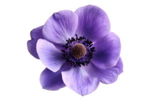 Isolated Single Violet Anemone Flower Image Transparent Background Floral Botanical Photography png