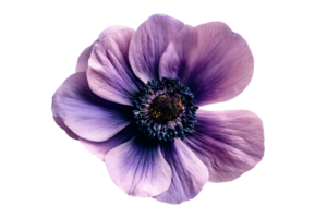 Elegant Single Anemone Flower with Purple and Pink Petals Isolated on Transparent Background png
