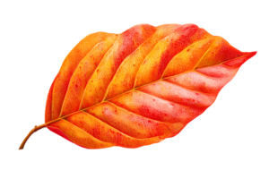 Isolated Red and Orange Autumn Leaf Fall Season Color Change Natural Texture png