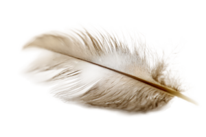 Light Colored Feather on Transparent Background Bird Element Graphic Resource Isolated png