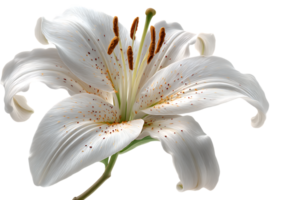 White Lily Bloom Petals with Transparent Background for Graphic Design and Art png