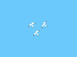 Soaring Trio, Three seagulls gracefully glide through a clear blue sky. Capture the essence of freedom and the open air in this captivating image. vector