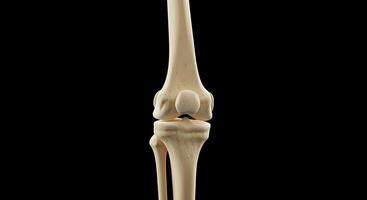 A detailed 3d rendering of a human knee joint, isolated on a black backdrop. photo
