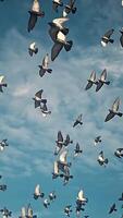 Flock of birds flying in a clear sky, A mesmerizing view of numerous birds in flight against a clear sky, video