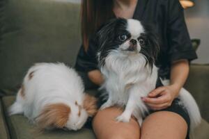 woman on couch interacting with two dog, in a cozy home environment concept of pet care, home decor, lifestyle blogs photo