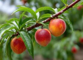 Peaches on a tree photo