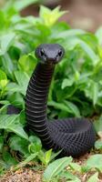 A black snake with its mouth open in the grass photo