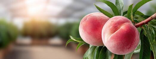 Peach tree in a greenhouse photo