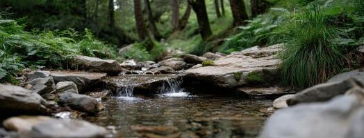 A stream running through a forest with rocks and trees photo