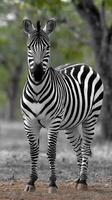 A black and white photo of a zebra standing in the woods