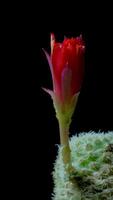 A red flower is growing from the top of a cactus video