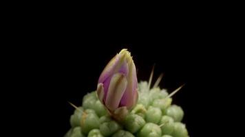 A cactus flower bud is shown in the dark video