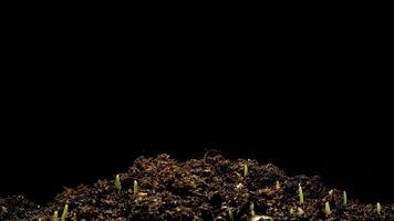 A pile of dirt with sprouts growing from it video