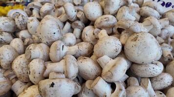 Fresh white mushrooms displayed at local market in autumn video