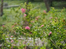 Beautiful Pink Crape Myrtle with Blurred Background photo