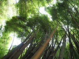 Towering Bamboo Tree from Below photo